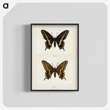 1-25_Moths-and-Butterflies-of-the-United-States_blk-crop