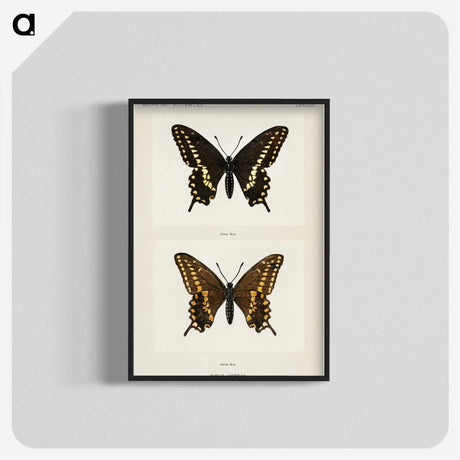 1-25_Moths-and-Butterflies-of-the-United-States_blk-crop