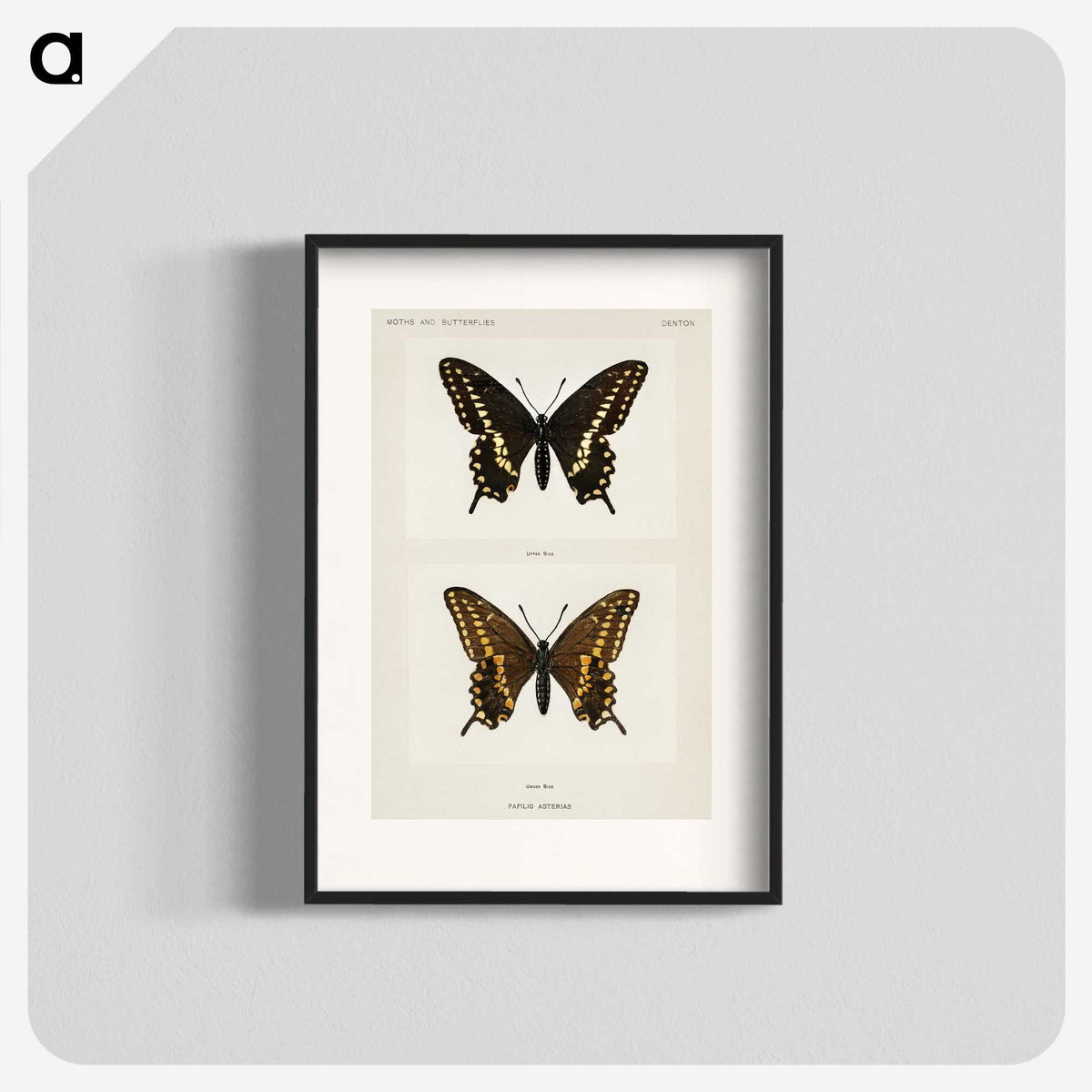 1-25_Moths-and-Butterflies-of-the-United-States_blk