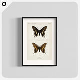 1-25_Moths-and-Butterflies-of-the-United-States_blk