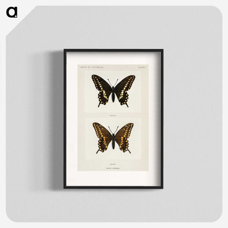 1-25_Moths-and-Butterflies-of-the-United-States_blk