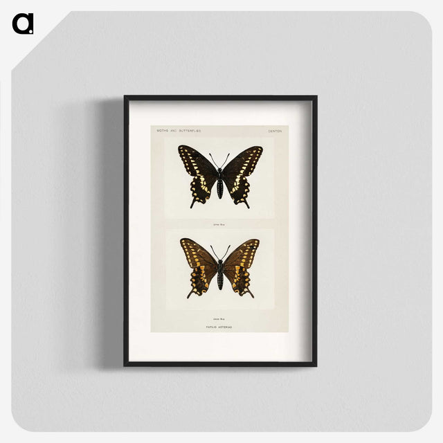 1-25_Moths-and-Butterflies-of-the-United-States_blk