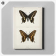 1-25_Moths-and-Butterflies-of-the-United-States_canvas