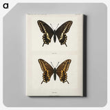 1-25_Moths-and-Butterflies-of-the-United-States_canvas