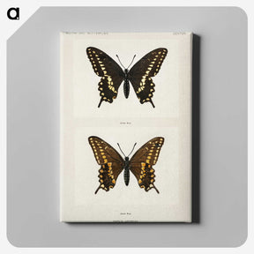1-25_Moths-and-Butterflies-of-the-United-States_canvas
