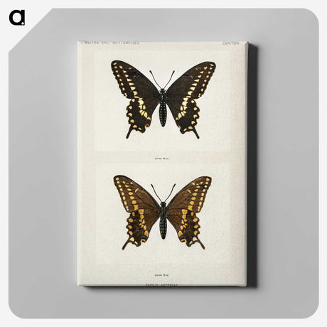 1-25_Moths-and-Butterflies-of-the-United-States_canvas