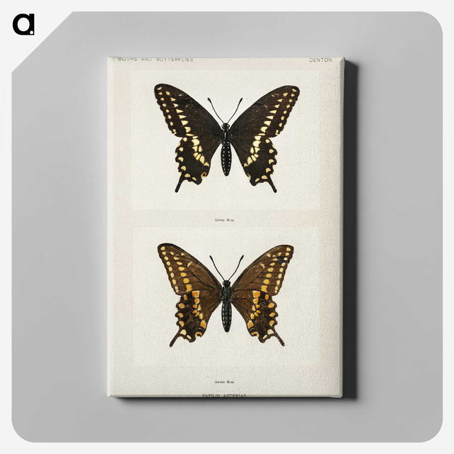 1-25_Moths-and-Butterflies-of-the-United-States_canvas