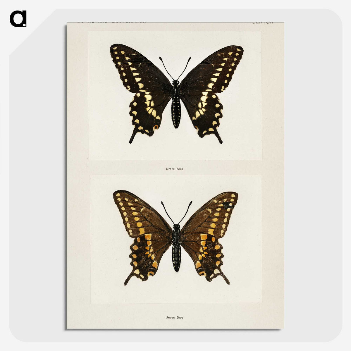 1-25_Moths-and-Butterflies-of-the-United-States_picture-crop