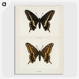 1-25_Moths-and-Butterflies-of-the-United-States_picture-crop