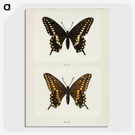 1-25_Moths-and-Butterflies-of-the-United-States_picture-crop