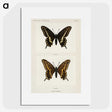 1-25_Moths-and-Butterflies-of-the-United-States_picture
