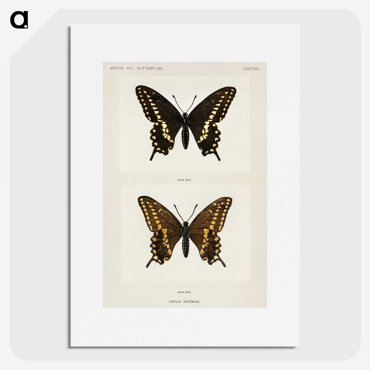 1-25_Moths-and-Butterflies-of-the-United-States_picture