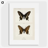1-25_Moths-and-Butterflies-of-the-United-States_picture