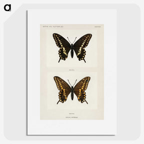 1-25_Moths-and-Butterflies-of-the-United-States_picture