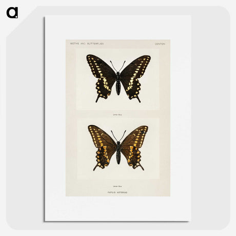 1-25_Moths-and-Butterflies-of-the-United-States_picture