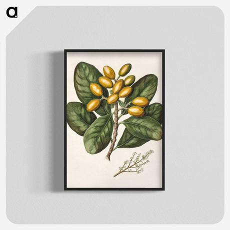 1-25_Native-Flowering-Plants-of-New-Zealand_blk-crop