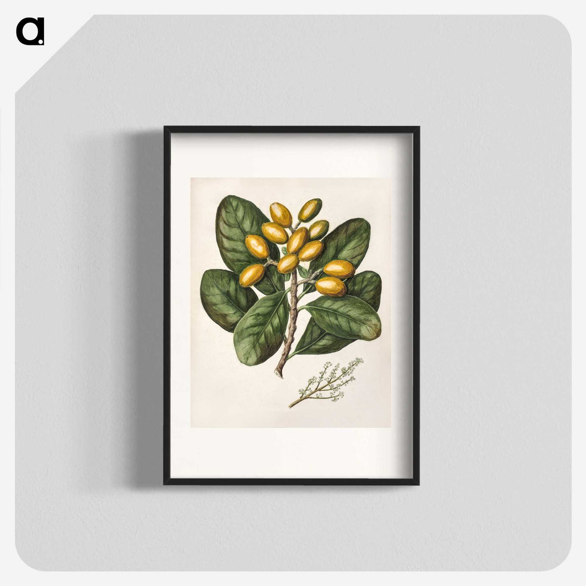 1-25_Native-Flowering-Plants-of-New-Zealand_blk