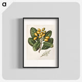 1-25_Native-Flowering-Plants-of-New-Zealand_blk