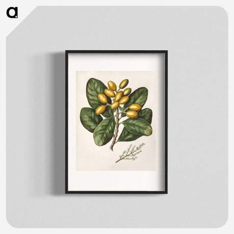 1-25_Native-Flowering-Plants-of-New-Zealand_blk