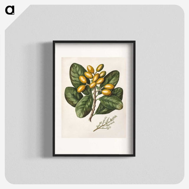 1-25_Native-Flowering-Plants-of-New-Zealand_blk