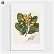 1-25_Native-Flowering-Plants-of-New-Zealand_picture