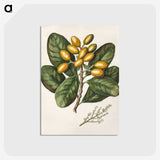 1-25_Native-Flowering-Plants-of-New-Zealand_postcard
