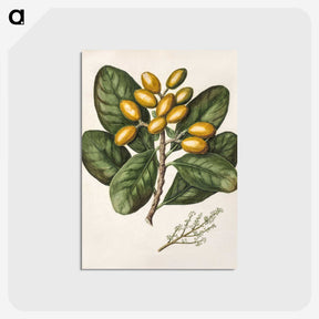 1-25_Native-Flowering-Plants-of-New-Zealand_postcard