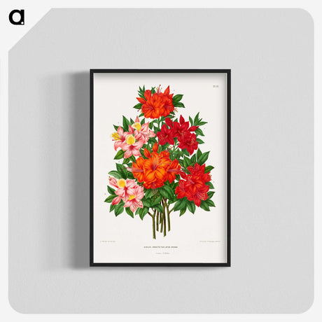 1-25_Nederlandsche-Flora-en-Pomona_blk-crop