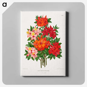 1-25_Nederlandsche-Flora-en-Pomona_canvas