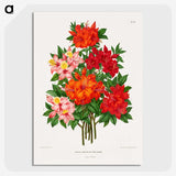 1-25_Nederlandsche-Flora-en-Pomona_picture-crop