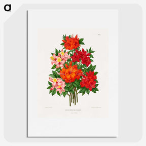 1-25_Nederlandsche-Flora-en-Pomona_picture