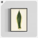 1-25_New-and-Rare-Beautiful-Leaved-Plants_blk-crop