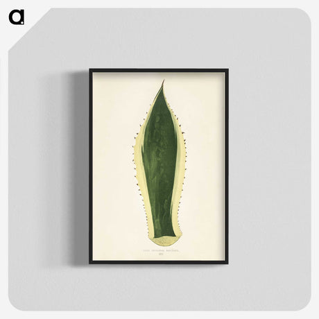 1-25_New-and-Rare-Beautiful-Leaved-Plants_blk-crop