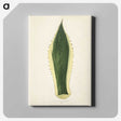 1-25_New-and-Rare-Beautiful-Leaved-Plants_canvas