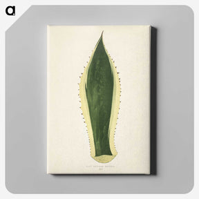 1-25_New-and-Rare-Beautiful-Leaved-Plants_canvas