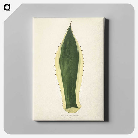 1-25_New-and-Rare-Beautiful-Leaved-Plants_canvas