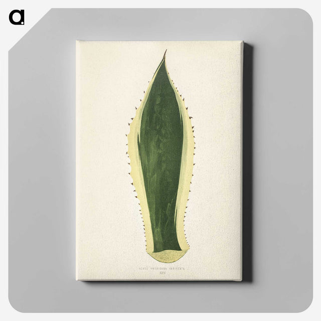 1-25_New-and-Rare-Beautiful-Leaved-Plants_canvas