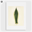 1-25_New-and-Rare-Beautiful-Leaved-Plants_picture