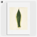 1-25_New-and-Rare-Beautiful-Leaved-Plants_picture