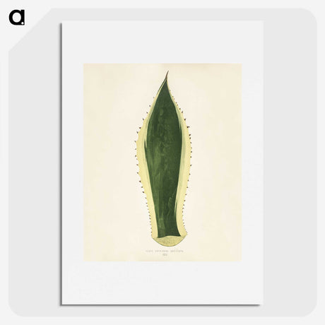 1-25_New-and-Rare-Beautiful-Leaved-Plants_picture
