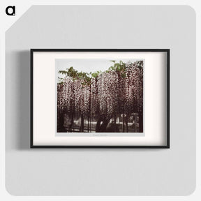 アートポスター-Wistaria Chinensis - 小川 一正 Poster.