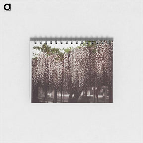 アートメモ帳-Wistaria Chinensis - 小川 一正 Memo.