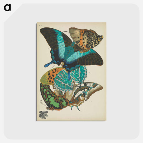 アートポストカード-Vintage Butterflies
 - パピヨン Postcard.