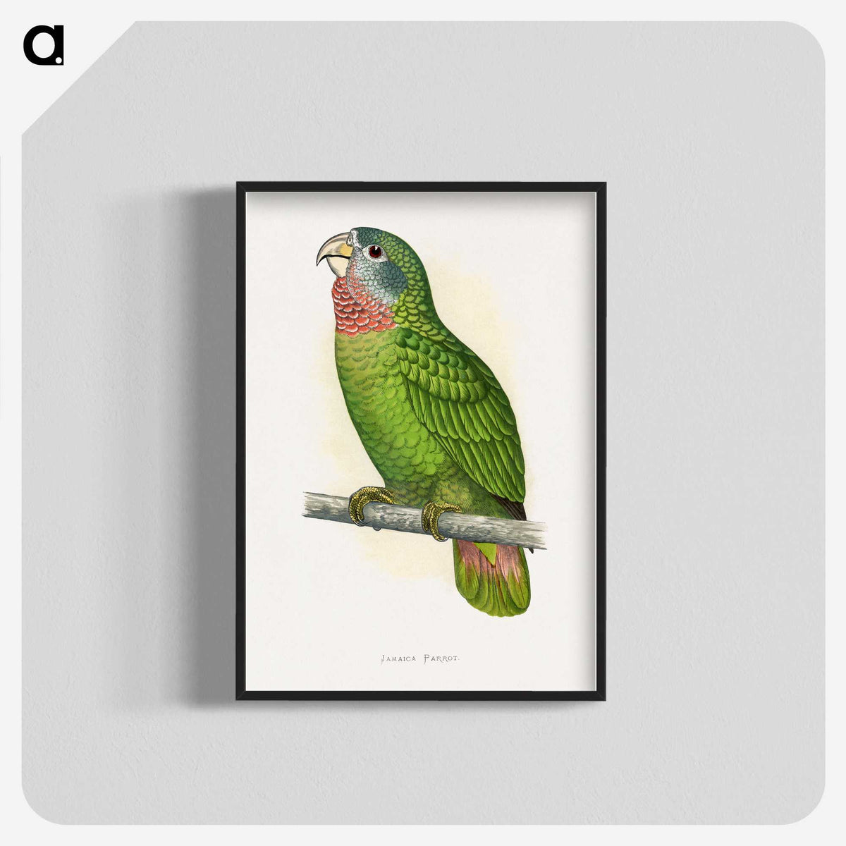 1-25_Parrots-in-Captivity_blk-crop