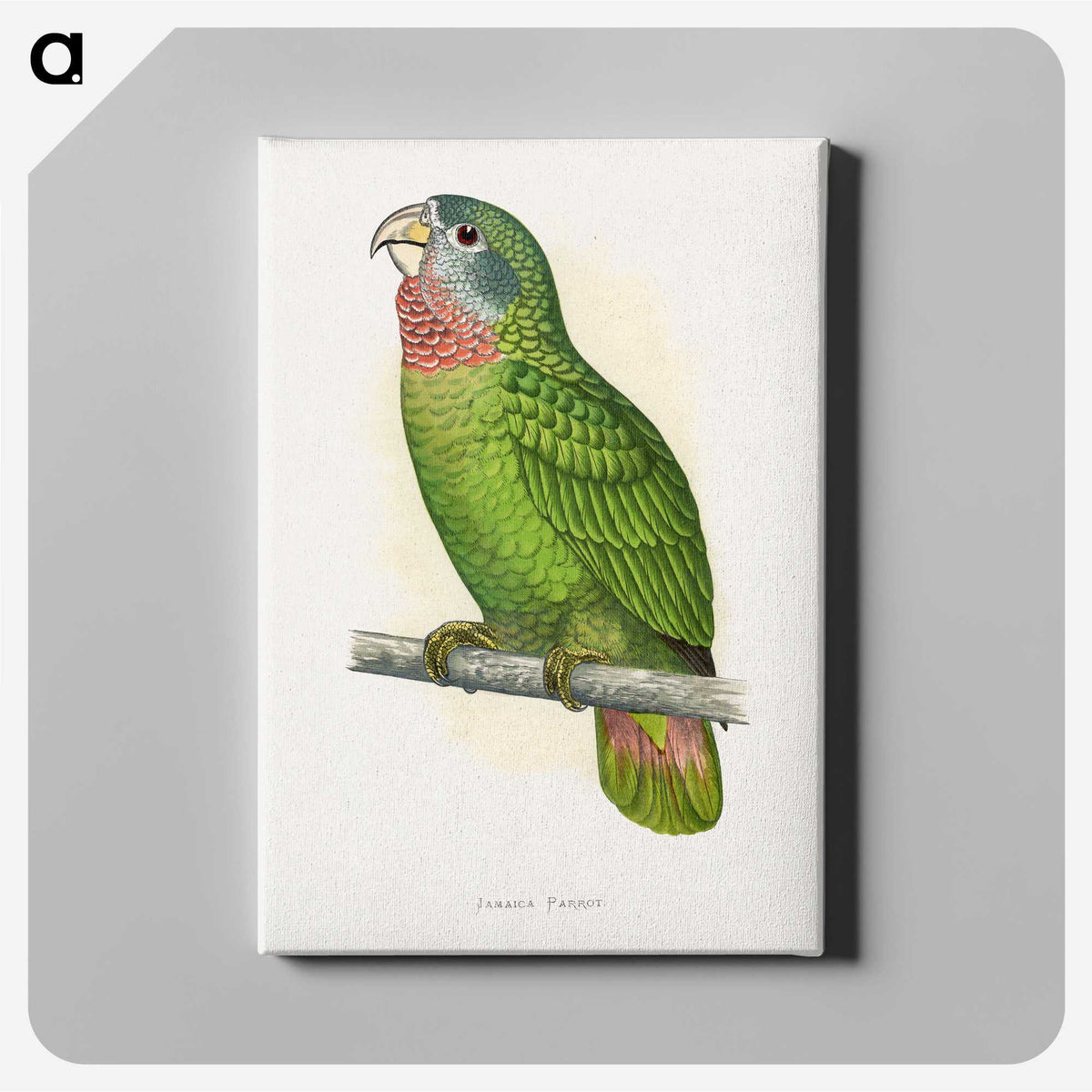 1-25_Parrots-in-Captivity_canvas