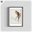 アートポスター-Black-eared Kite Illustration
 - 鳥類図鑑 Poster.
