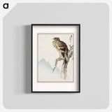 アートポスター-Black-eared Kite Illustration
 - 鳥類図鑑 Poster.