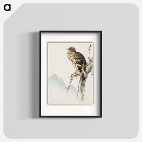 アートポスター-Black-eared Kite Illustration
 - 鳥類図鑑 Poster.
