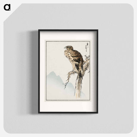 アートポスター-Black-eared Kite Illustration
 - 鳥類図鑑 Poster.