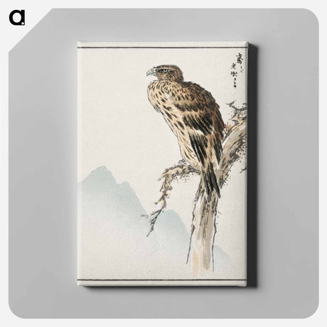 アートパネル-Black-eared Kite Illustration
 - 鳥類図鑑 Canvas.